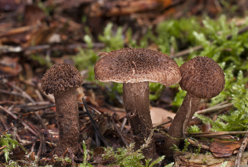 Inocybe leptophylla